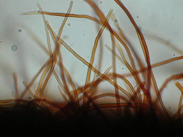 Xeromphalina cauticinalis   (Fr.)  Khner & Maire